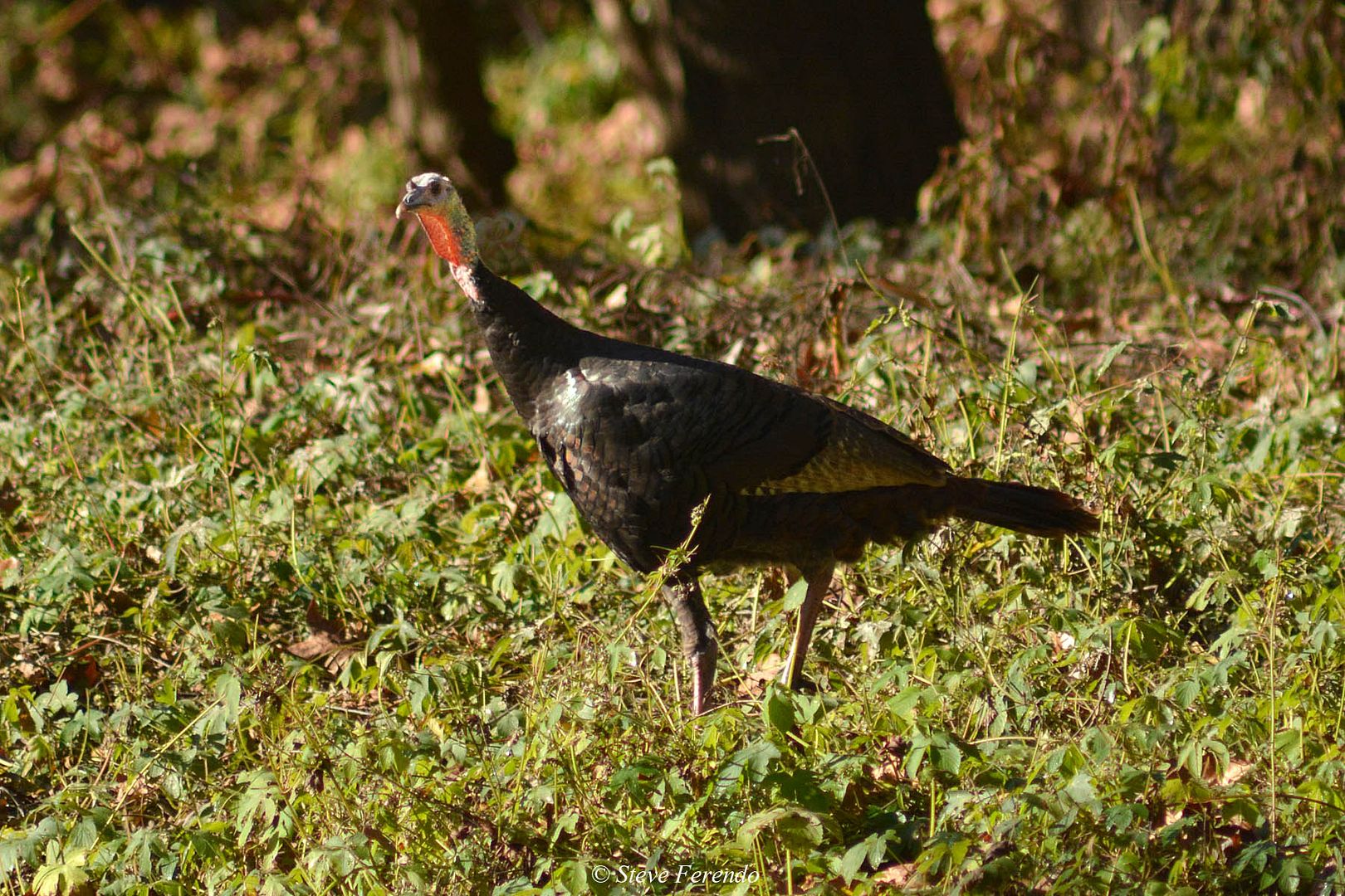 "Natural World" Through My Camera Not Neighborhood Turkeys
